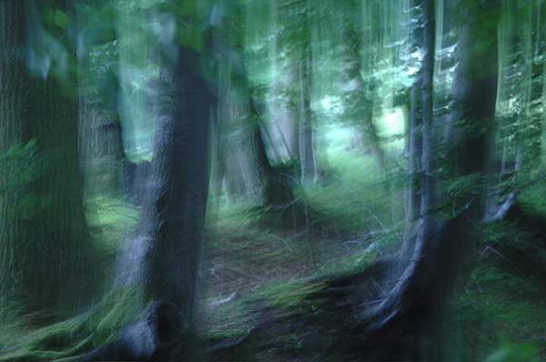 Wald bei Ehmkendorf